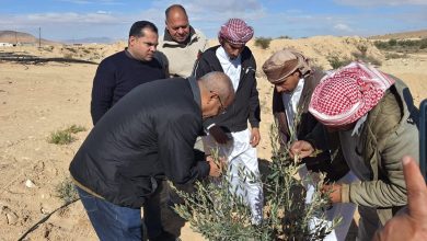 الزراعة ومركز البحوث يطلقان حملة إرشادية لمكافحة آفات الزيتون