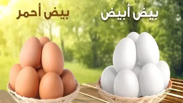 البيض