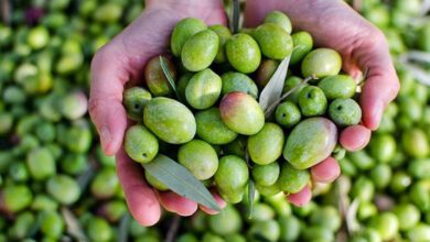 مهرجان الزيتون