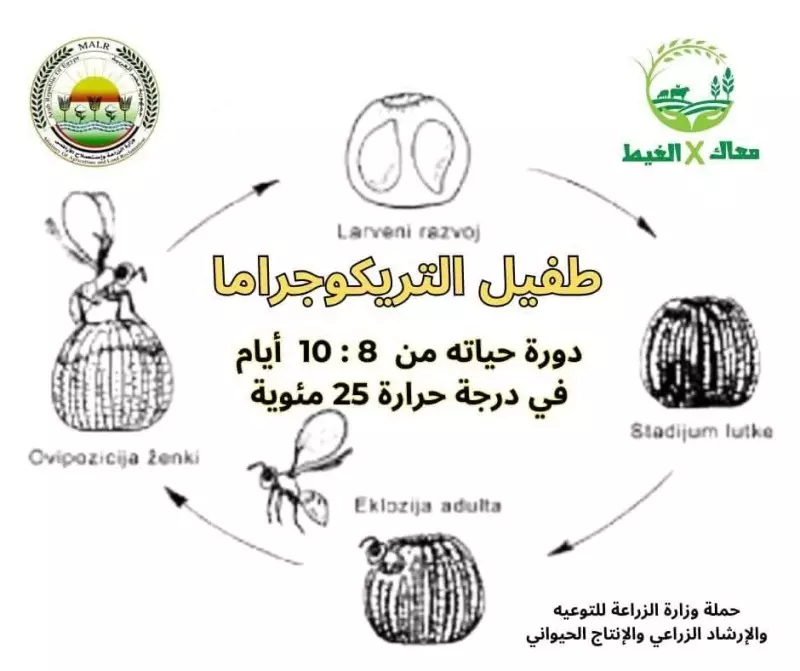  معاك في الغيط