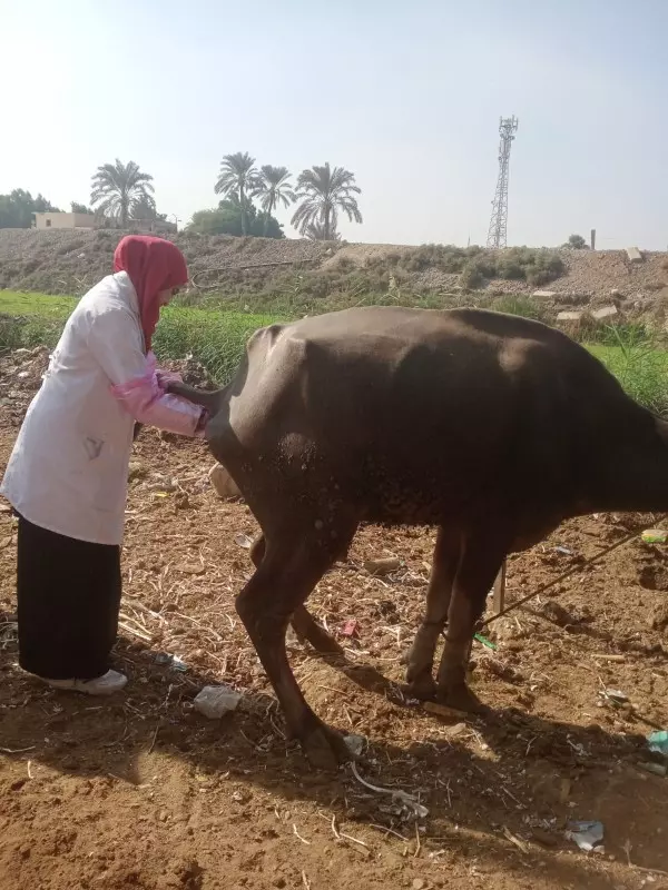 الزراعة