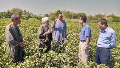 الزراعة