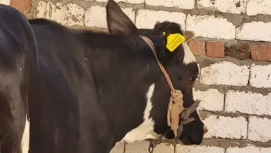 الحمى القلاعية