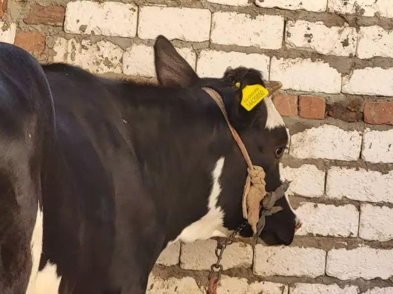 الحمى القلاعية