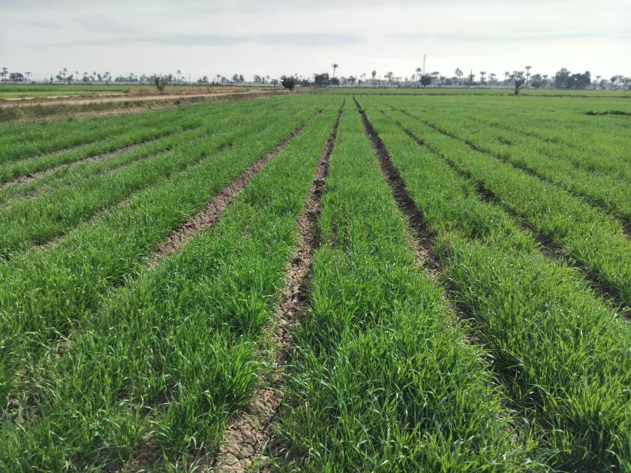 وزارة الزراعة