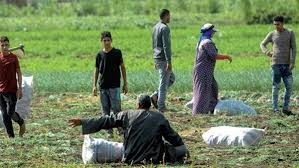 رفع إيجارات أراضي الوقف