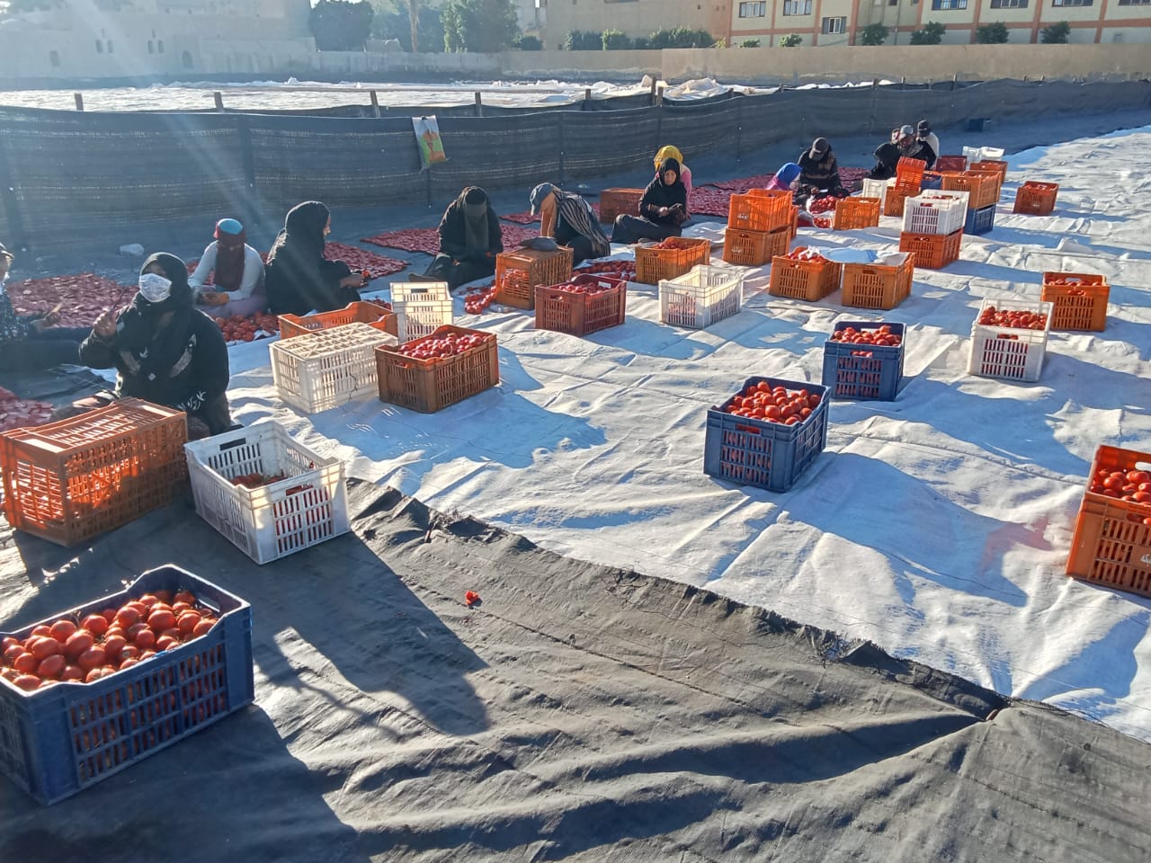 بوزارة الزراعة