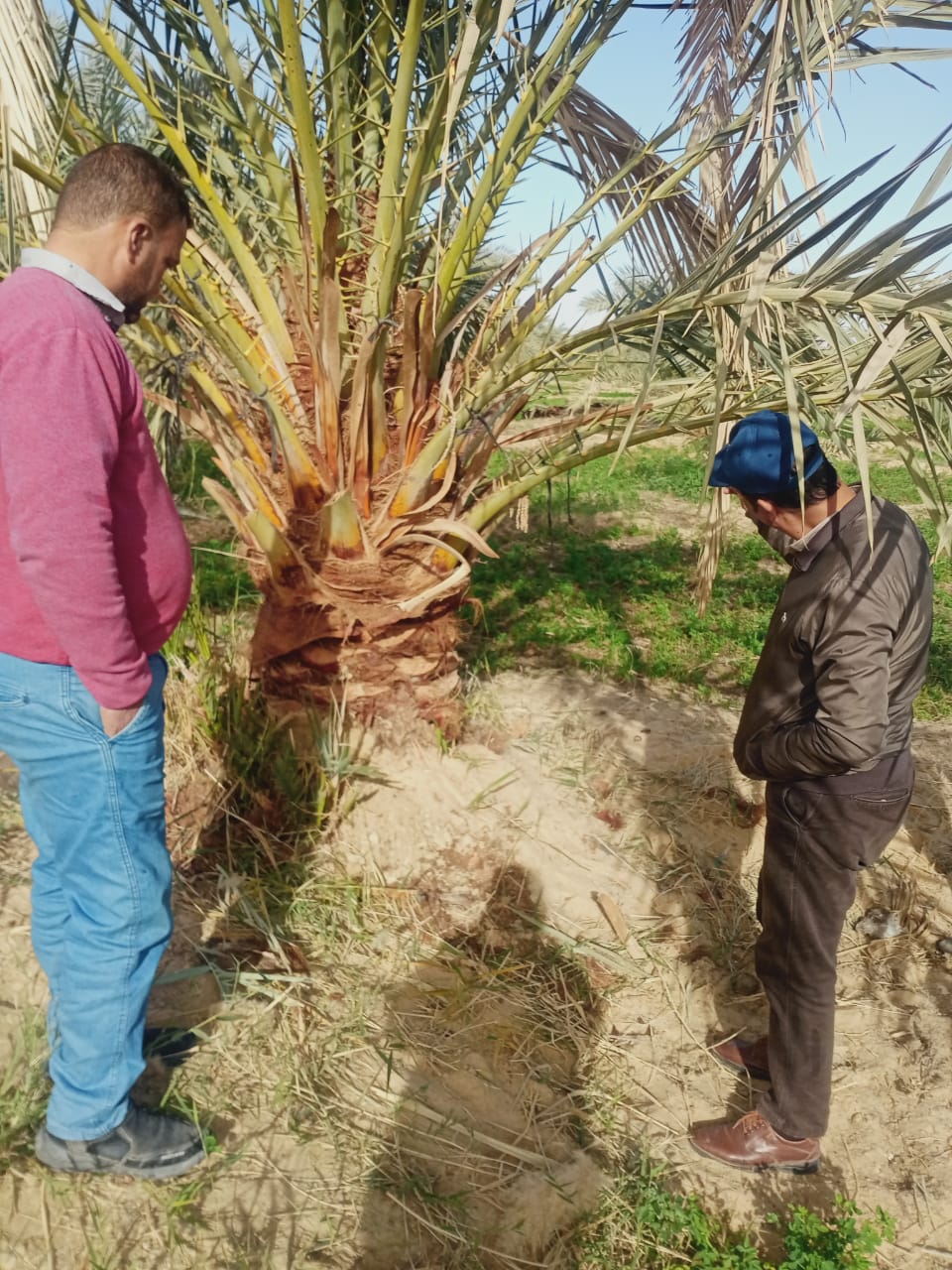 وزارة الزراعة