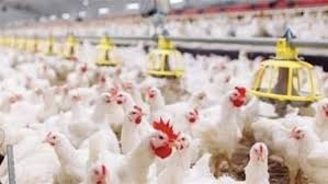 إتحاد منتجي الدواجن